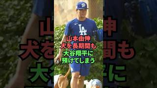 山本由伸犬を長期間も大谷翔平に預けてしまう