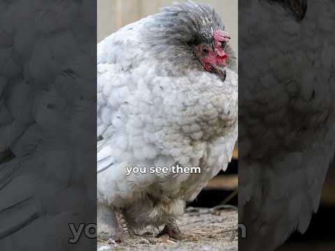 How to Help and Egg-bound Hen PART ONE #backyardchickens #chickenlandia #raisingchickens