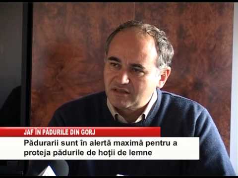 padurarii jaf in padurile din gorj