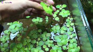 Tác dụng thần kỳ của bèo Nhật mà không phải ai cũng biết ^^