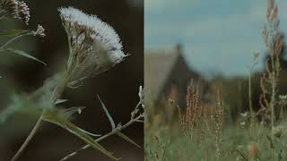 Sad Swan Music Video