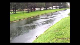 No rapid current in C-100 canal of Palmetto Bay after heavy rainfalls