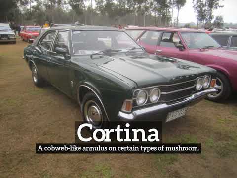 What is Cortina? | How Does Cortina Look? | How to Say Cortina in English?
