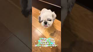 チビの日常🐶 #犬のいる暮らし #犬のいる生活 #YouTube #チャンネル登録お願いします