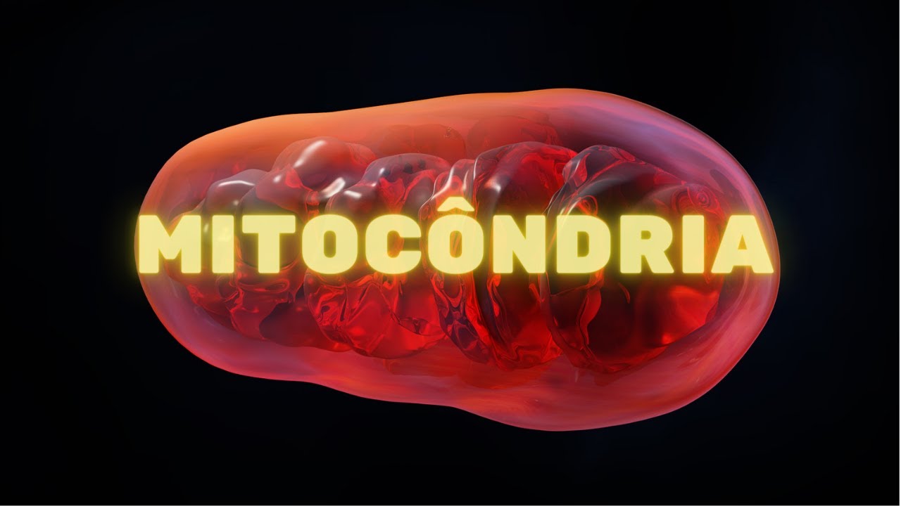Mitocôndrias - Fisiologia Humana
