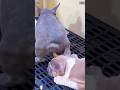 Dog Pooping Loveyourpets Ilovemydog Petlife Animals Pets Ilovemypet Petlifes Cute Funny