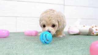 ハーフ犬の動画01