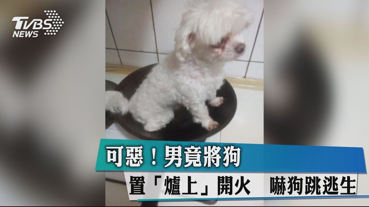 可惡! 男竟將狗置爐上開火嚇狗跳逃生