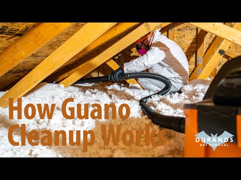 Is Bat Guano Dangerous? | When Guano Clean Up is Necessary