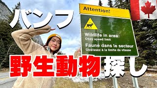 バンフで野生動物探し🇨🇦大型動物と遭遇！探し方のコツや注意点も紹介