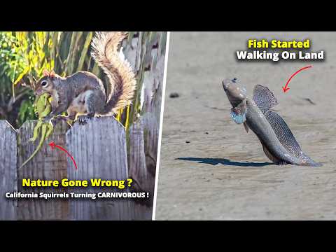 Something Strange Is Happening to Wildlife and Experts are Worried Something Strange Is Happening to Wildlife and Experts are Worried