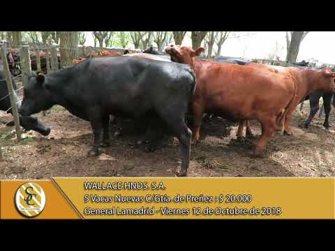 12-10-18 Venta de Vientres - Wallace Hnos S.A. - Gral. La madrid