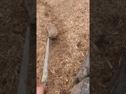 Wisconsin badger catch and release.