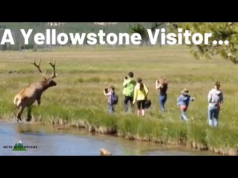 Here's A Supercut Of The Dumbest Things Yellowstone Visitors Have Done At The Park
