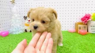 ハーフ犬の動画01