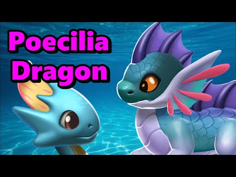 New POECILIA DRAGON EVENT! Dragon's Delight Event Tips! - DML #1723