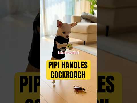 How Pipi handles cockroach??🐶😆 #shorts