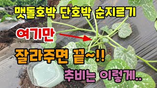 맷돌호박 단호박 순치기 순지르기 곁순제거 호박웃거름 주는 쉬운 방법 이렇게 하면 호박이 주렁 주렁
