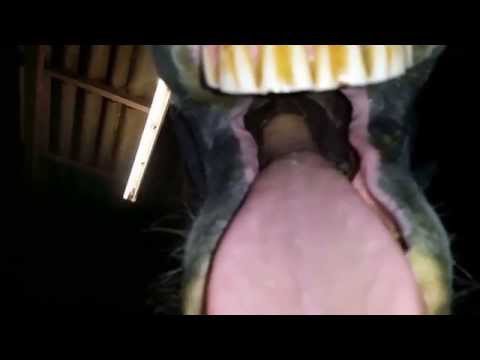 The Great Yawn All My Mom's Horses