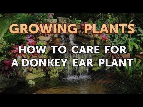 How to Nurse a Dying Ivy Plant Back to Life