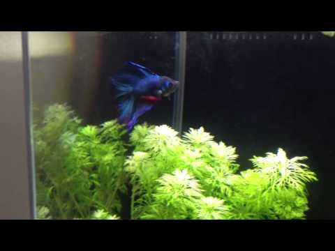 Betta Fish with Fluval Spec 2 gallon tank