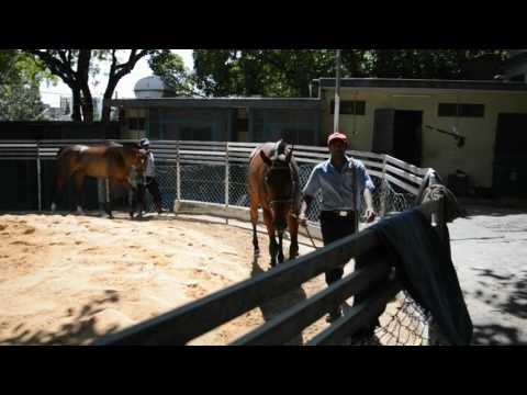 Race 8 - Horse 9 - Golden Ball