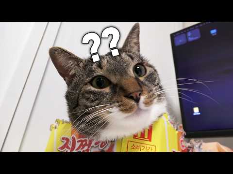 시루야 편하니...?