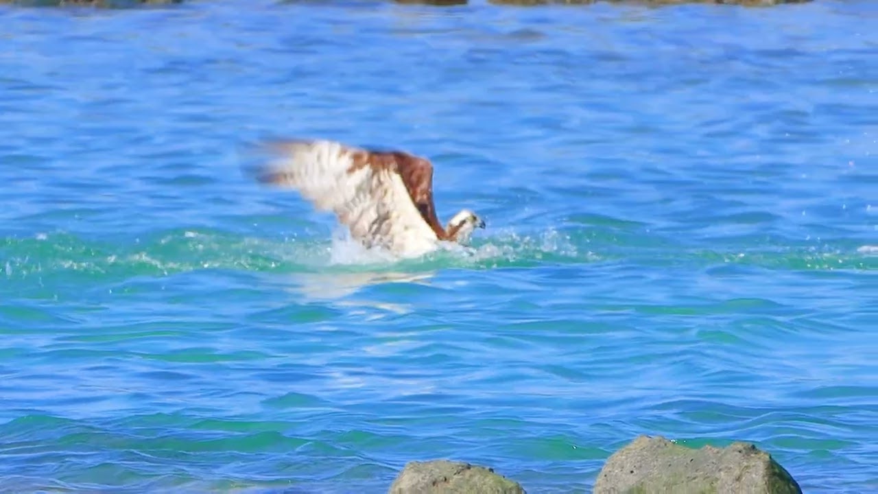 물수리 유튜브 썸네일