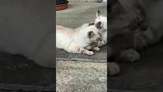 はなちゃんとシロ