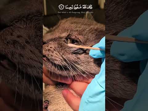 #اكسبلور #تحشي #baby  #ترند #ولده #cute #cat #funny #السعوديه #cutebaby #gaming #shorts #trending