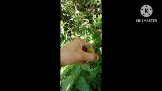 Download lagu SUARA MP3 KOLONI BURUNG HUTAN mp3