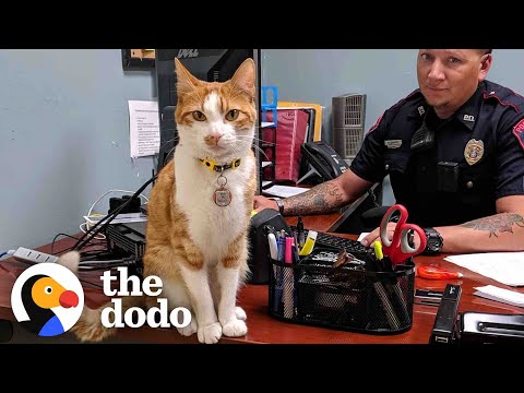 Police Cat Keeps A Close Eye On All The Officers | The Dodo