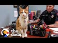 Police Cat Keeps A Close Eye On All The Officers | The Dodo