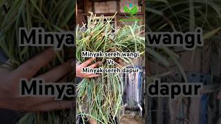 Download lagu Perbedaan minyak sereh wangi dengan minyak sereh dapur #minyakatsiri #minyakserehwangi mp3