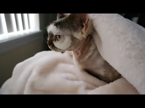 babysit kitty for a week