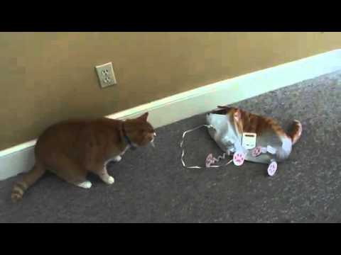 Bert the Cat vs Cat Balloon 360p