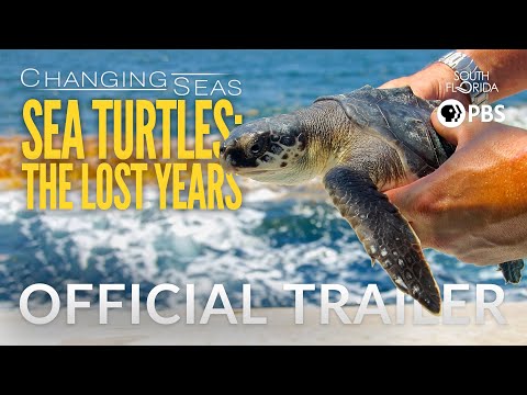 Sea Turtles: The Lost Years - Trailer