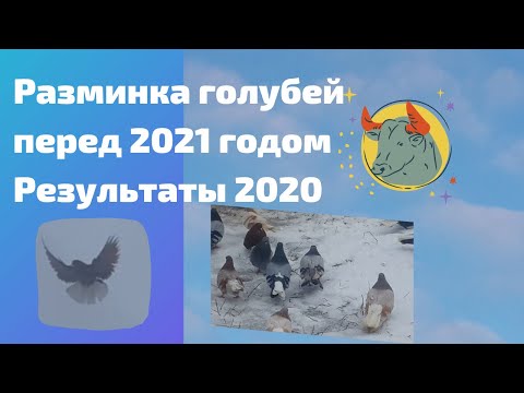 Разминка голубей перед 2021 годом Результаты 2020