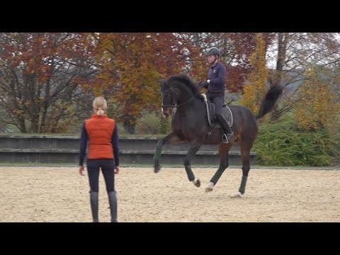 Fliegender Galoppwechsel