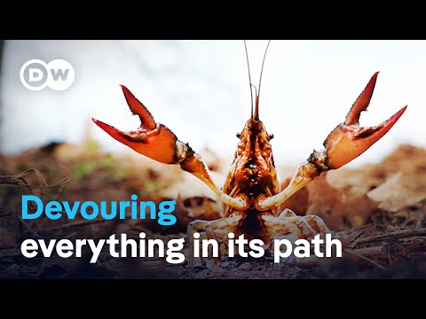 Destructive Invaders: Calico Crayfish Threaten Species Diversity