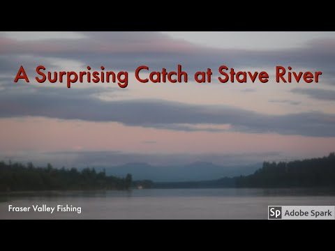 A Surprising Catch at Stave River