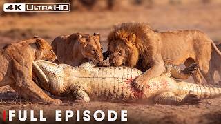 LION BATTLE ZONE | When the Lion Dynasty Strikes Back (Full Episode) | Nature Animal Documentary