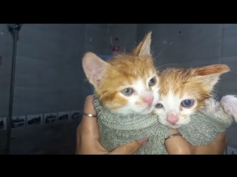 I wash my kittens with my own shampooتغسيل قطط 😚😚😚