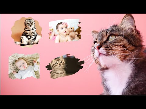 Eğlenceli, Harika Kediler ve Bebekler. Funny, Great, Cats and Babies.- Funny and Great video.