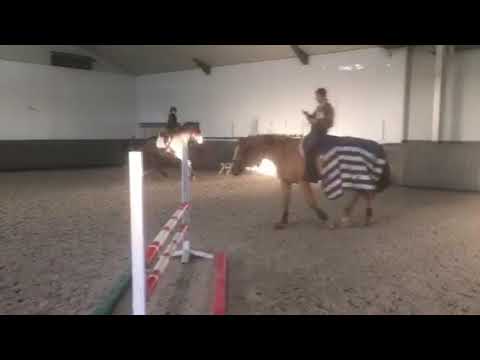 5 yr old Spartacus- EQ prospect