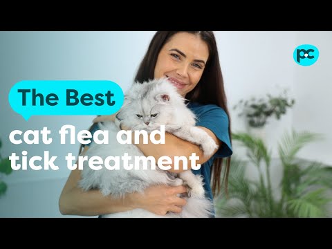 What is the best flea and tick treatment for #cats? | PET CIRCLE