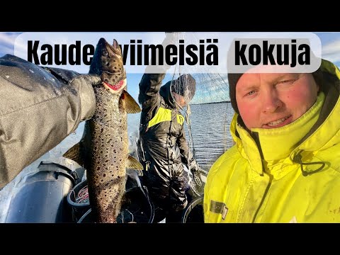 AMMATTIKALASTUSTA INARILLA || SIIAN SYYSPYYNTIÄ