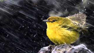 Chuva no Brejo (Moraes Moreira)- Marisa Monte