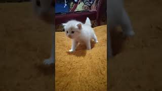 Download lagu YANG TERDALAM VERSI KITTEN 🤣 mp3