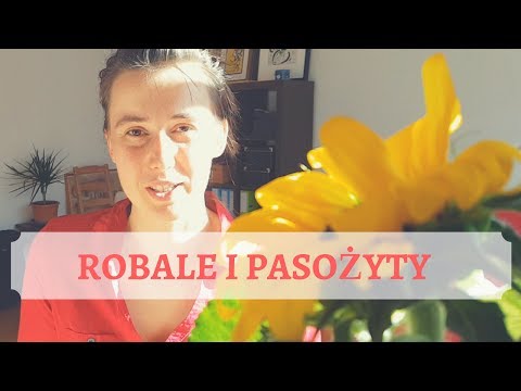 Słaba siła w ludowych środków mężczyzn Męskość potencji